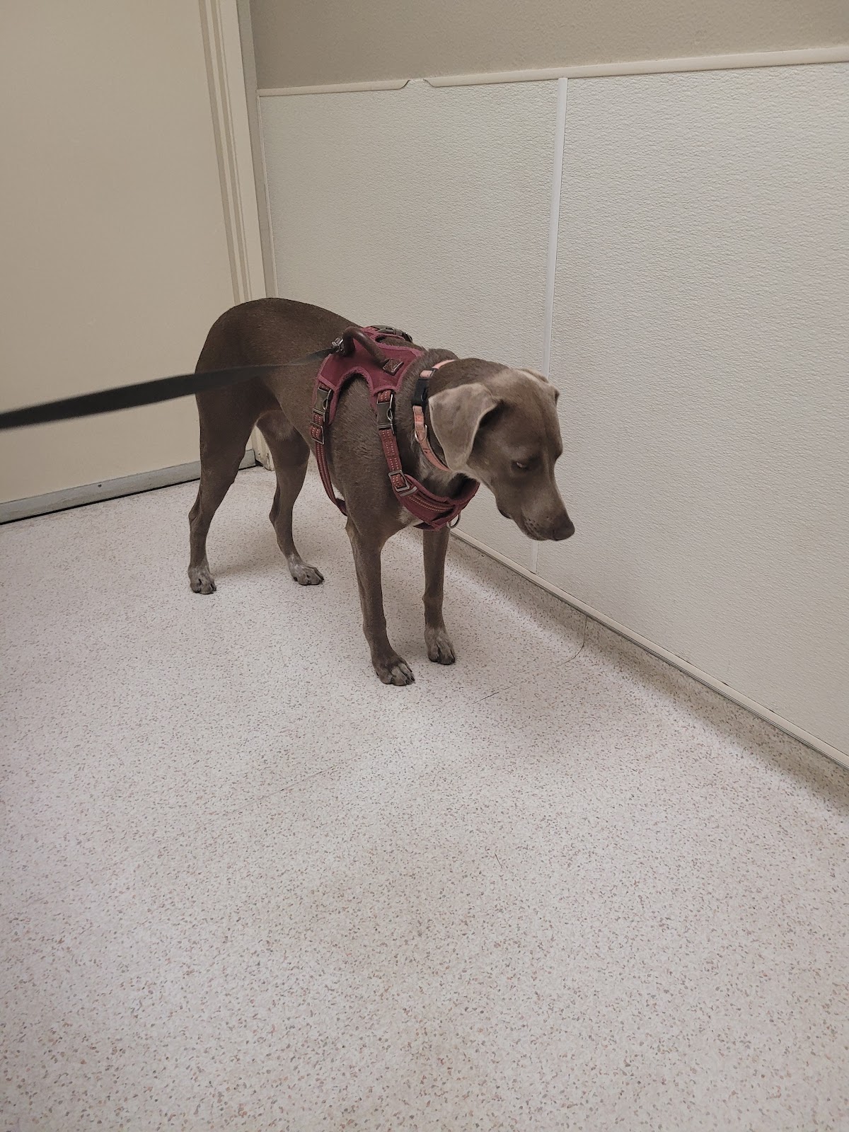 Animal Emergency & Urgent Care