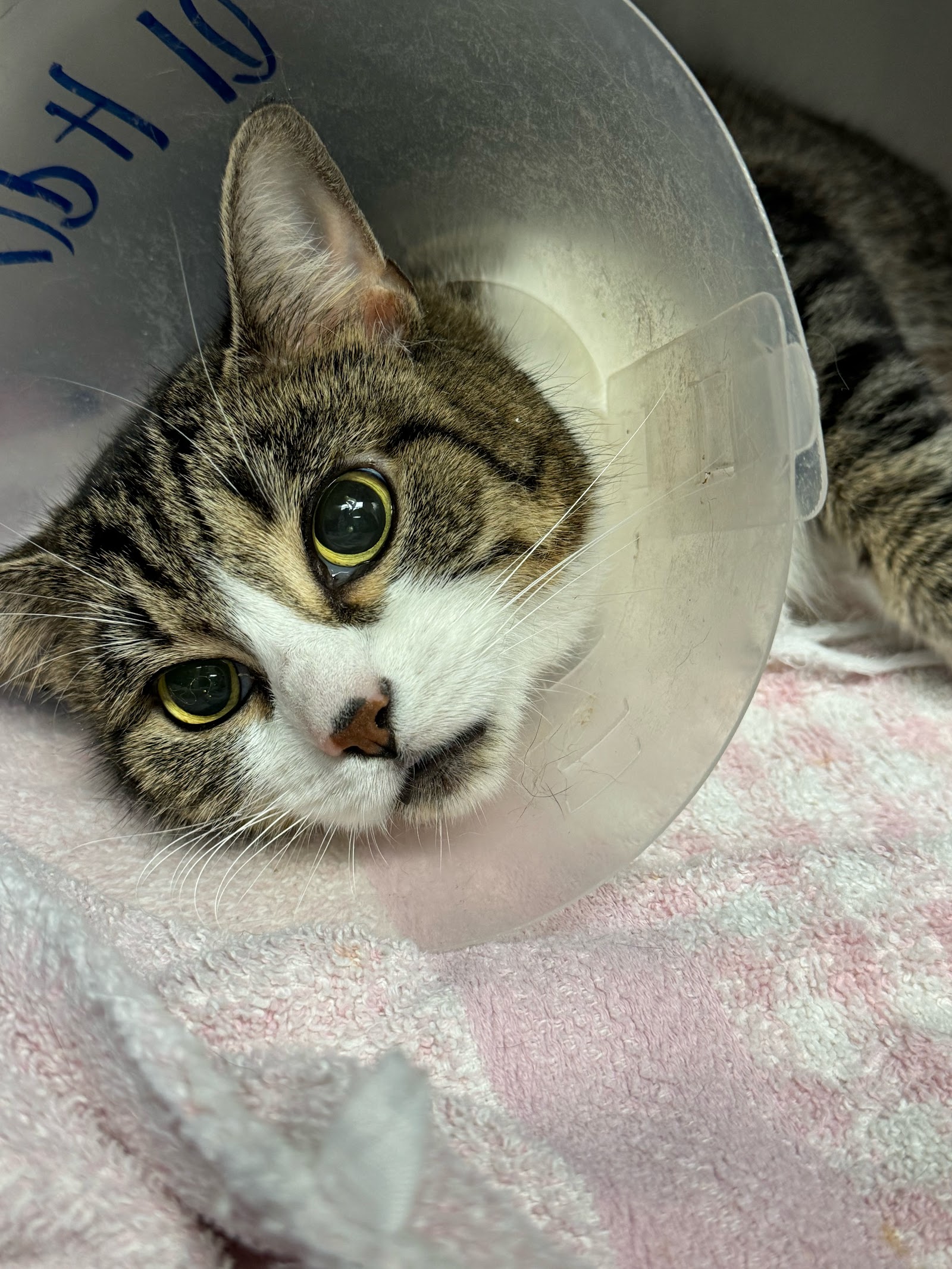 Animal Paradise Hospital