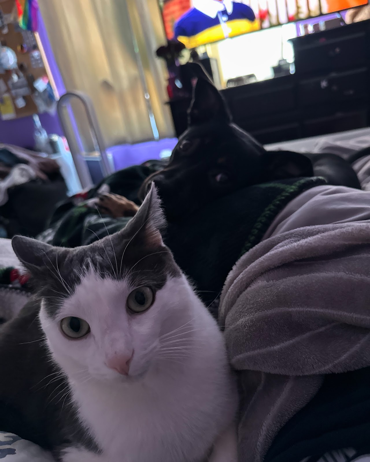 Ansonia Seymour Veterinary Hospital