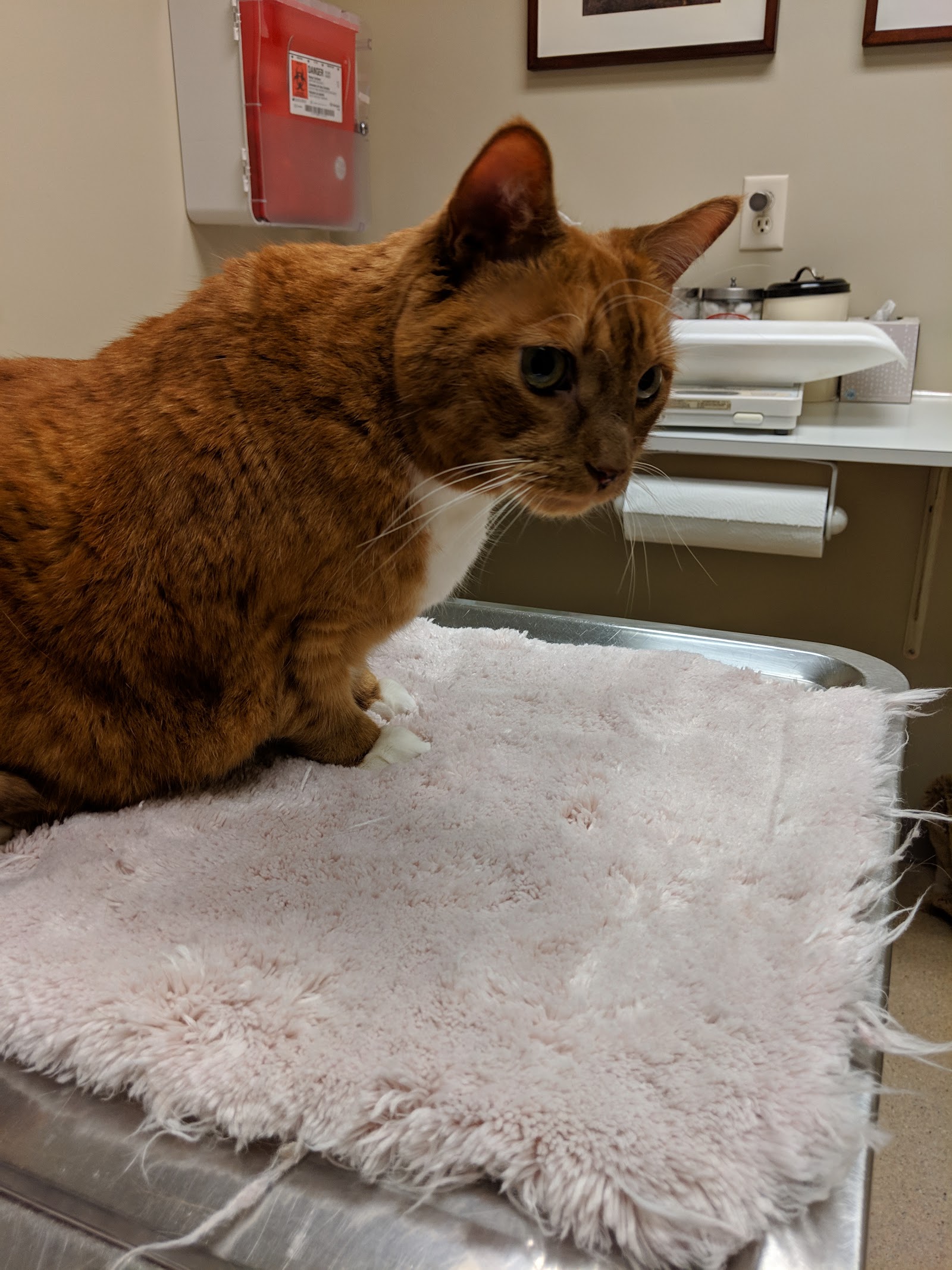 Arlington Animal Clinic