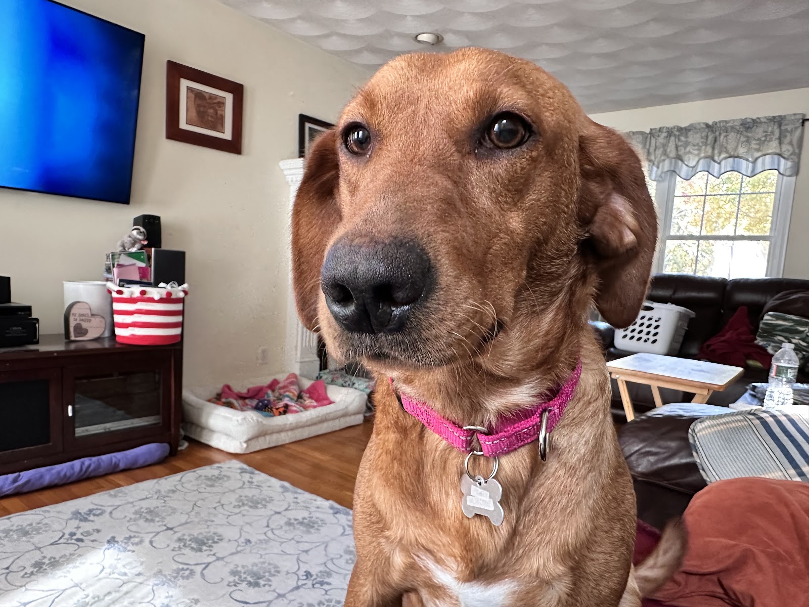 Attleboro Veterinary Clinic