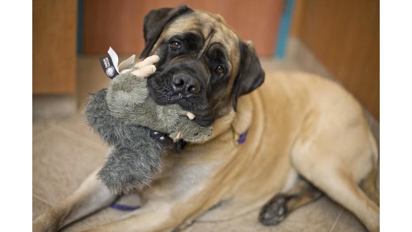 Red Bank Veterinary Hospital (RBVH) - Tinton Falls